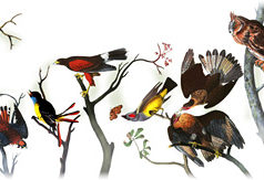 Doodle fêtant le 226ème anniversaire de Jean-Jacques Audubon