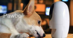 Pawbo+ : une caméra pour surveiller et divertir vos chiens et chats