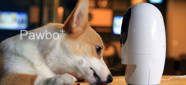 Pawbo+ : une caméra pour surveiller et divertir vos chiens et chats