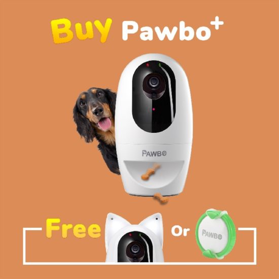 Pawbo+ : une caméra pour surveiller et divertir vos chiens et chats