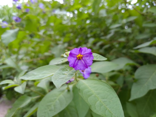 Asus Zenfone 6 : un smartphone équipé d'un capteur photo rotatif [Test]