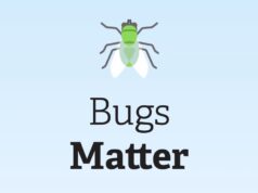 Et si les insectes écrasés sur votre plaque d’immatriculation servaient à sauver la planète ?